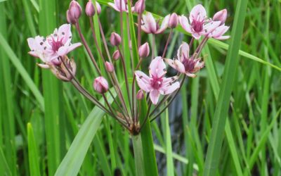 Suivi des espèces végétales exotiques envahissantes