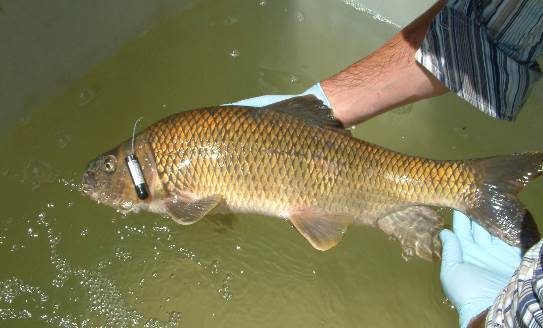 Équipe de rétablissement du Chevalier cuivré