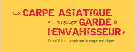 Sensibilisation à la carpe asiatique