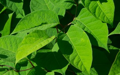 Contrôle de la Renouée du Japon