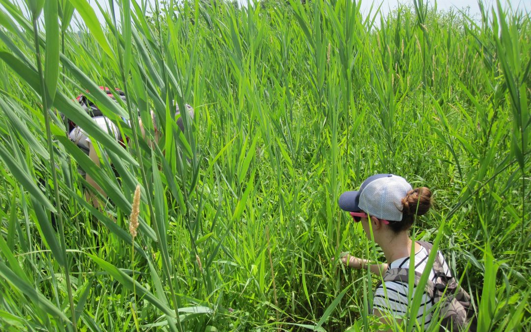 Contrôle du Phragmite – Projet de restauration du marais de Lavaltrie