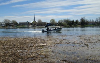 Sensibilisation pour la protection de l’habitat du Chevalier cuivré