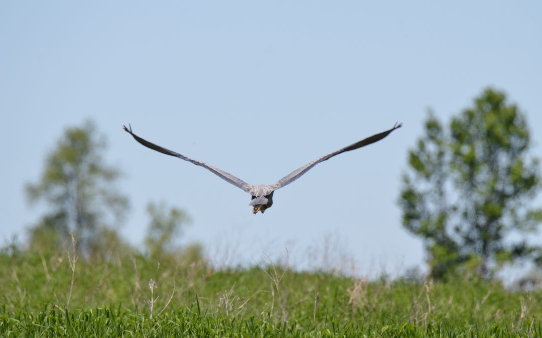 La Zone Importante pour la Conservation des Oiseaux (ZICO) de la Réserve nationale de faune (RNF) des îles de Contrecœur