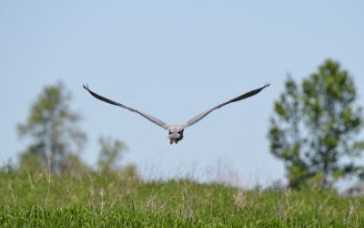La Zone Importante pour la Conservation des Oiseaux (ZICO) de la Réserve nationale de faune (RNF) des îles de Contrecœur