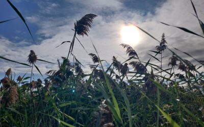 Suivi et diffusion des activités de contrôle du phragmite