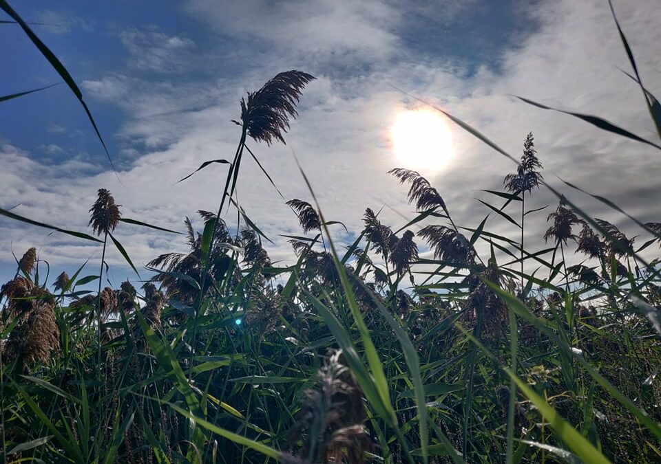 Suivi et diffusion des activités de contrôle du phragmite