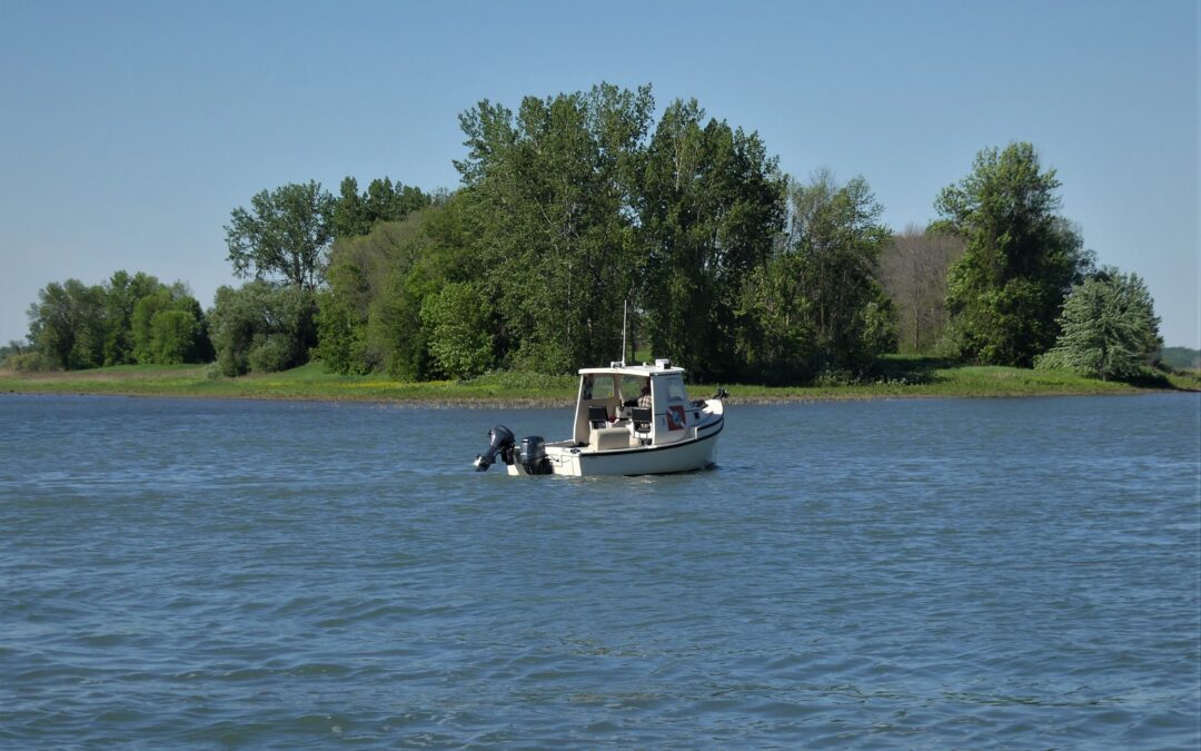 Sortie ornithologique aux îles de Contrecoeur