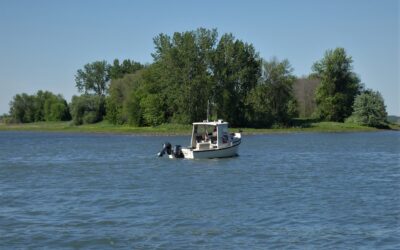 Sortie ornithologique aux îles de Contrecoeur