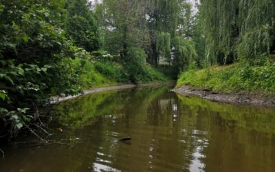 Restauration de l&rsquo;habitat de la perchaude dans la rivière Saint-Jean