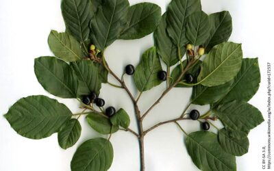 Guide des bonnes pratiques pour le contrôle du nerprun