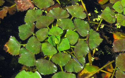LA CHÂTAIGNE D’EAU, UNE PLANTE EXOTIQUE ENVAHISSANTE À SIGNALER