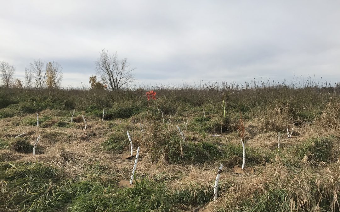 Restauration de l&rsquo;habitat de l&rsquo;arisème dragon sur l&rsquo;île Hervieux