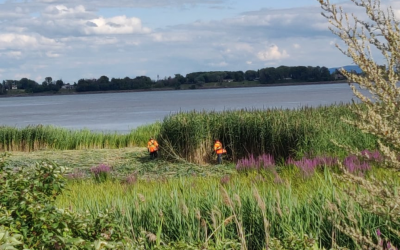 Contrôle du Phragmite – Projet de restauration du marais de l&rsquo;Île-Lebel