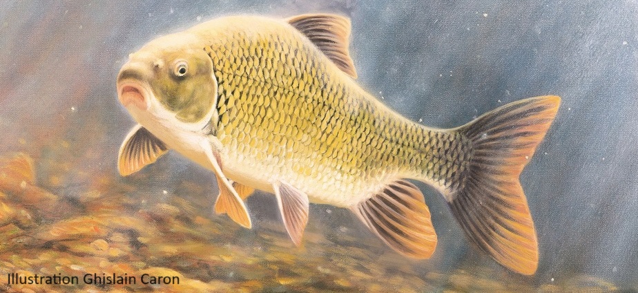 À la rescousse du chevalier cuivré !