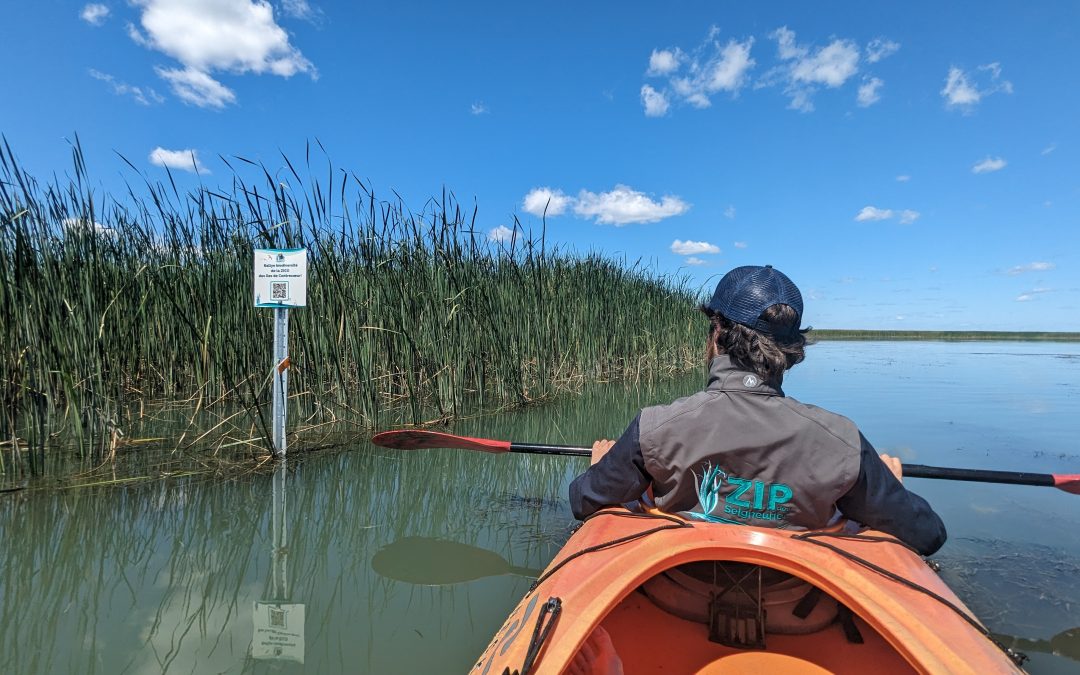 Ramer à la découverte des oiseaux des îles de Contrecœur