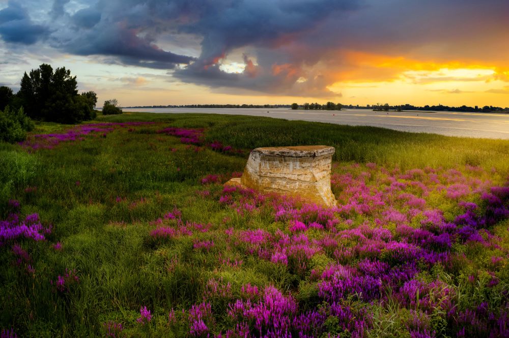 Une nouvelle étape : Plantation et ensemencement au marais de l’île Lebel pour restaurer les écosystèmes et prévenir la recolonisation du phragmite
