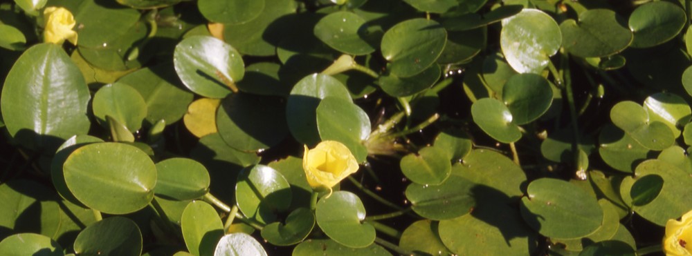 Ces espèces qui bouleversent nos écosystèmes