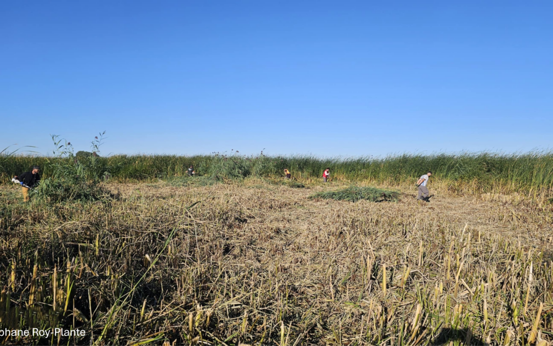 Lutter contre le roseau pour protéger une espèce menacée